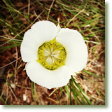Lyrical Life Ceremonies for families, weddings, funerals and special pet rememberances.