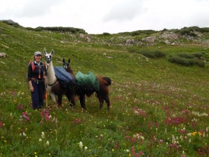 Diane and Llamas on the Colorado Trail