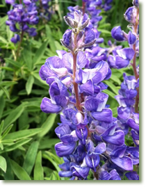 Lyrical Life Ceremonies in Colorado