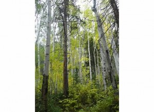 Aspens late Sept