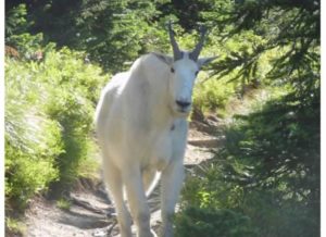 Goat 3 - Copy